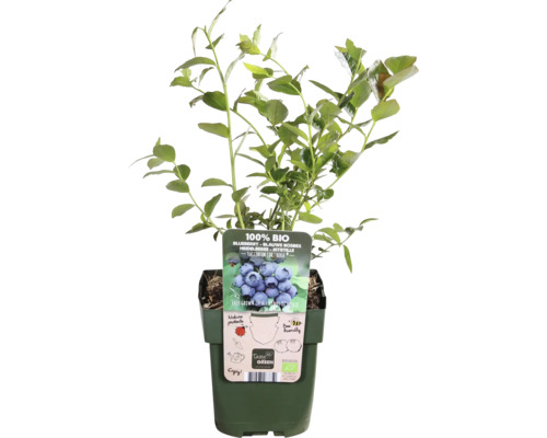 Rostlina borůvek v květináči s bio certifikací