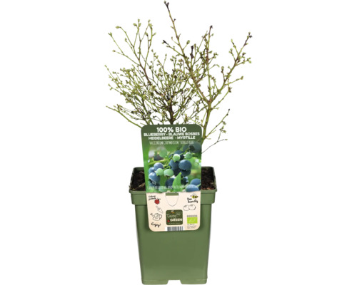 Keř borůvky v květináči