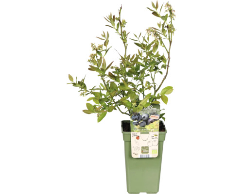 Keř borůvky v květináči