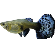 Ryba gupka