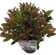 Leukothoe FloraSelf Leucothoe 'Scarletta' květináč 2 l