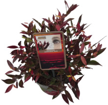 Leukothoe FloraSelf Leucothoe 'Simsalabim' květináč 2 l