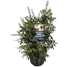 Pieris japonský FloraSelf Pieris japonica 'Taiwanensis' květináč 3 l