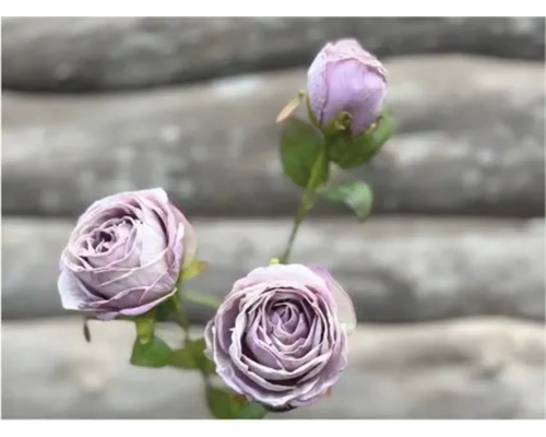 Detailní záběr tří fialových růží se stonkem a listy