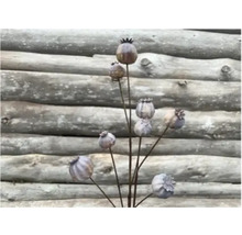 Dekorativní máky do zahrady jako kolíky do záhonů