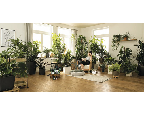 Obývací pokoj s pokojovými rostlinami a osobou v křesle.