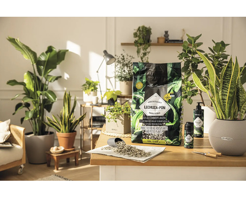 Rostlinné aranžmá se substrátem Lechuza Pon pro pokojové rostliny