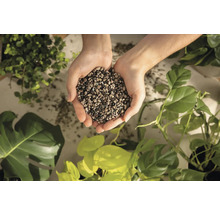 Ruce drží keramzit pro rostliny před různými pokojovými rostlinami