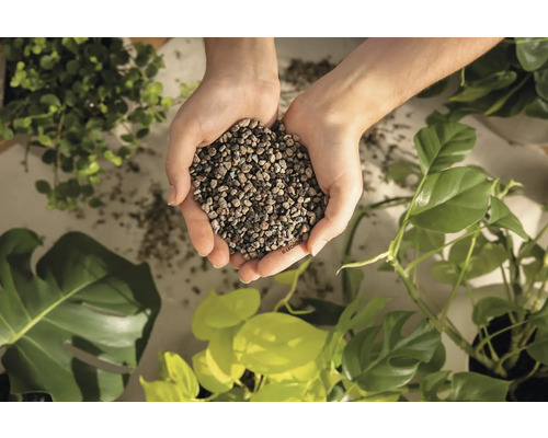 Ruce drží keramzit pro rostliny před různými pokojovými rostlinami