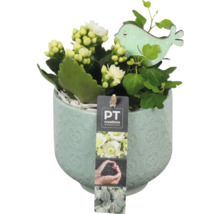 Kalanchoe rostlina v květináči s dekorací ptáčka