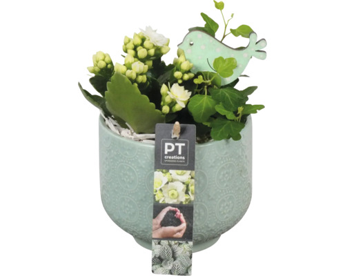 Kalanchoe rostlina v květináči s dekorací ptáčka