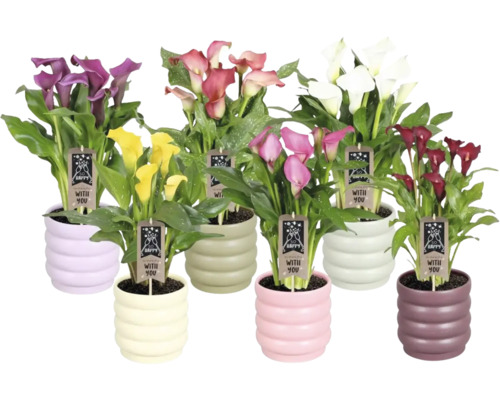 Vícebarevné rostliny Zantedeschia v květináčích