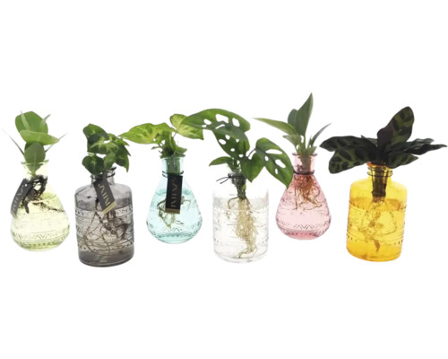 Zelená rostlina prostokořenná mix ve skleněné váze Salinas FloraSelf např. syngónie, klusie větší, monstera, kalátea 1 ks, různé druhy Zelená rostlina prostokořenná mix ve skleněné váze Salinas FloraSelf např. syngónie, klusie větší, monstera, kalátea 1 ks, různé druhy