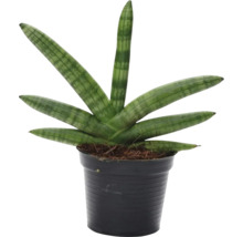 Sansevieria cylindrica v černém květináči