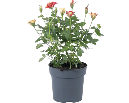 Pokojová růže mini FloraSelf Rosa'Special Liss' výška 20 cm květináč Ø 10,5 cm Keř růže v květináči s vícebarevnými květy