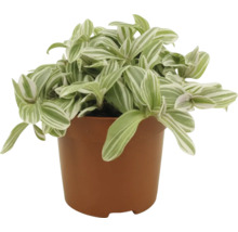 Zebra tradescantia v květináči