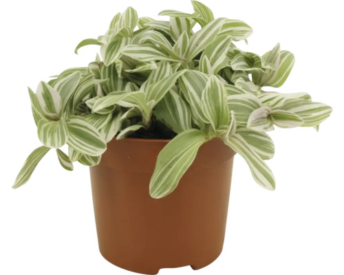 Zebra tradescantia v květináči