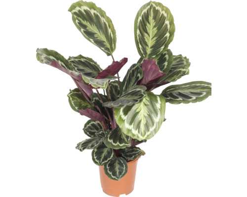 Kalátea FloraSelf Calathea 'Angela' výška cca 85 cm květináč Ø 19 cm