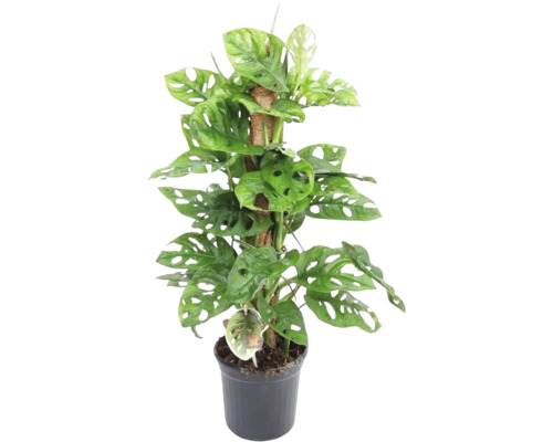 Monstera s mechovou opěrou FloraSelf Monstera adansonii výška cca 75 cm květináč Ø 16 cm