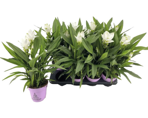 Kurkuma FloraSelf Curcuma 'Siam Sisto' výška cca 55 cm květináč Ø 14 cm 1 ks Několik rostlin Curcuma s bílými květy v květináčích