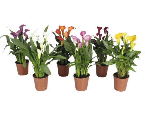 Kala, kornoutice MIX FloraSelf výška cca 35 cm květináč Ø 12 cm 1 ks, různé druhy Několik rostlin Zantedeschia v květináčích