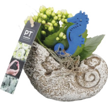 Kalanchoe rostlina v květináči ve tvaru mušle s dekorací mořského koníka a logem PT Creations