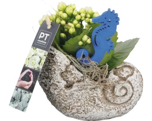 Kalanchoe rostlina v květináči ve tvaru mušle s dekorací mořského koníka a logem PT Creations