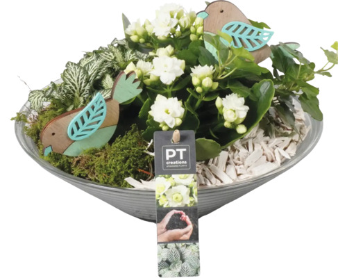 Květináč s Kalanchoe, mechem a dřevěnou dekorací
