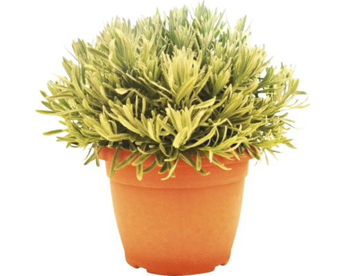 Levandule v květináči