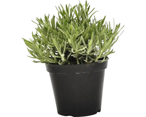 Levandule v květináči