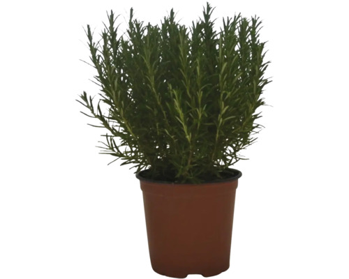 Rostlina rozmarýnu v květináči