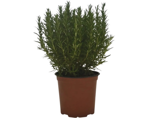 Rozmarýn v květináči