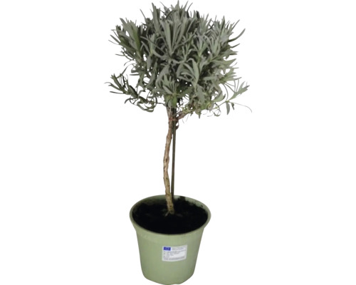 Levandule na kmínku FloraSelf Lavandula angustifolia 40-60 cm květináč Ø 14 cm