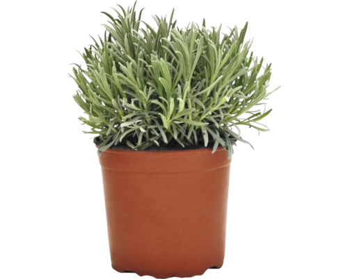 Levandule v květináči