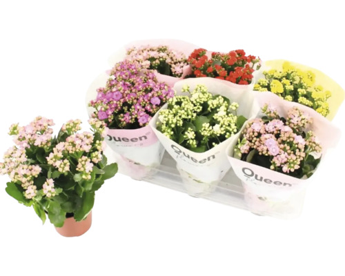 Kolopejka vděčná mix FloraSelf Kalanchoe výška 20-25 cm květináč Ø 14 cm 1 ks, různé druhy