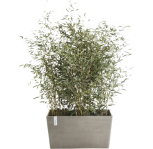 Bambus v květináči