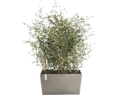 Bambus v květináči