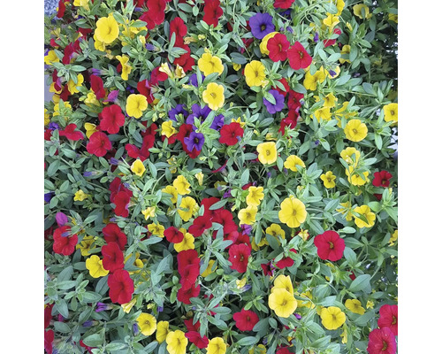 Květinové moře s Million Bells v žluté, červené a fialové barvě