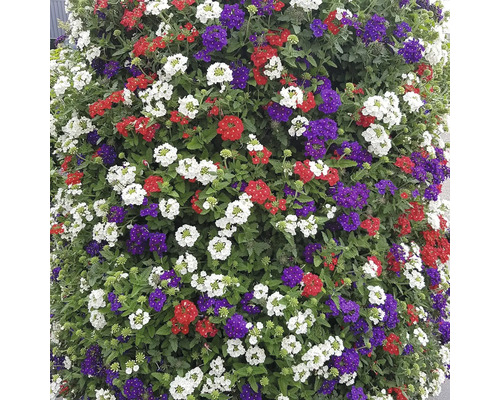 Detailní záběr rostliny sporýše s červenými, bílými a fialovými květy.