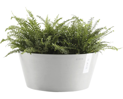 Zelená kapradina v bílém květináči.