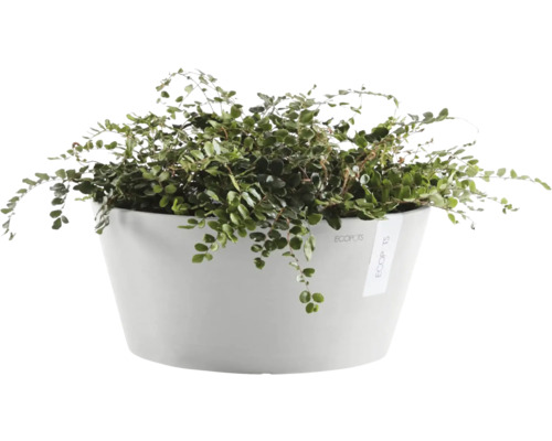 Pokojová rostlina v bílé nádobě