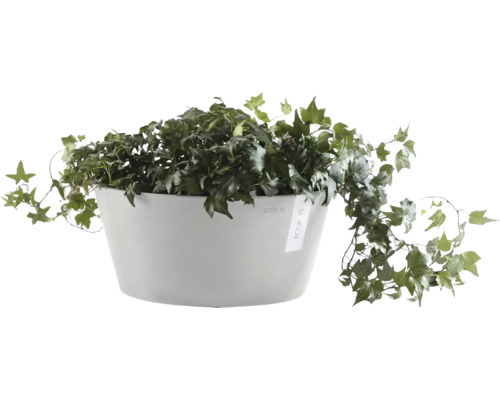 Břečťan v bílé nádobě na rostliny