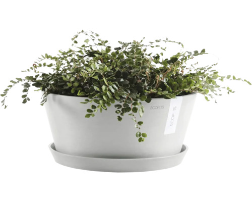 Pokojová rostlina s květináčem a podšálkem