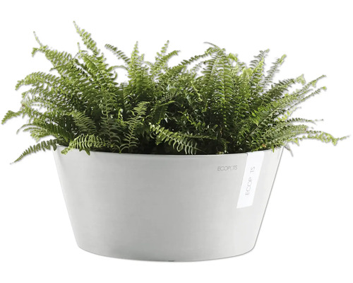 Zelená kapradina v bílém květináči