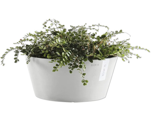 Pokojová rostlina v květináči