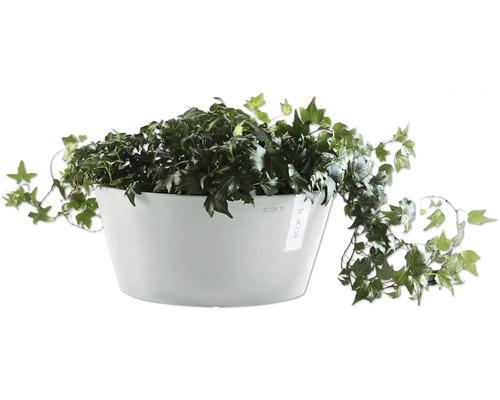 Břečťan v květináči