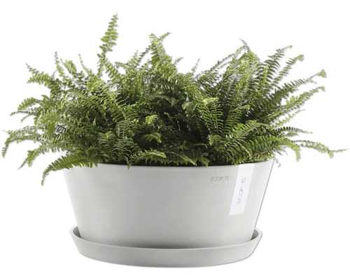 Zelená kapradina v květináči s podšálkem