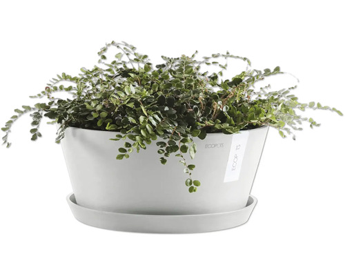 Drátovec v květináči s podšálkem