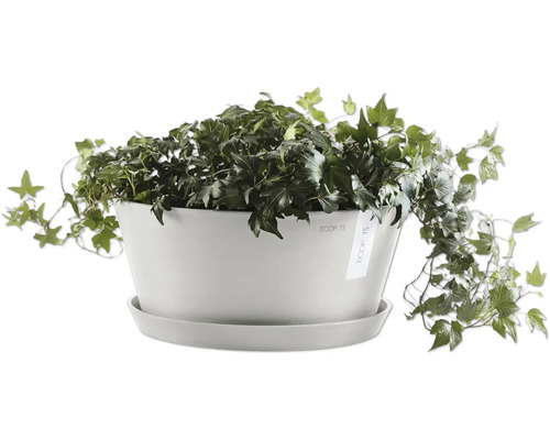 Břečťan v květináči