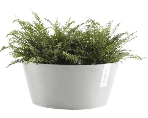 Kapradina v květináči